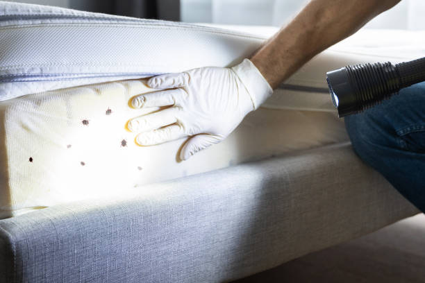 Best Pest Removal Services  in Hewlett, NY