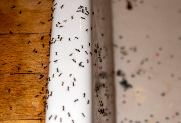Wasp Removal Services in Hewlett, NY