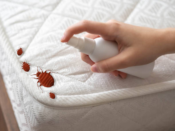 Best Affordable Pest Control Services  in Hewlett, NY