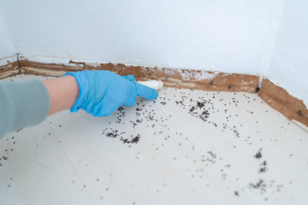 Best Flea Control Services  in Hewlett, NY